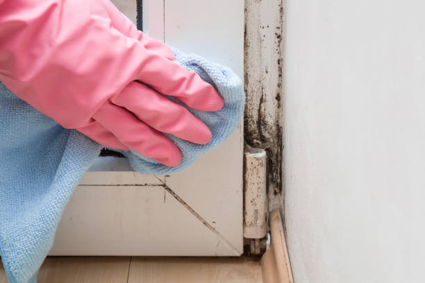 Best Attic Mold Removal  in Boyes Hot Springs, CA